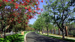 road with trees