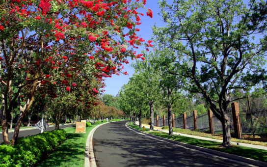 road with trees